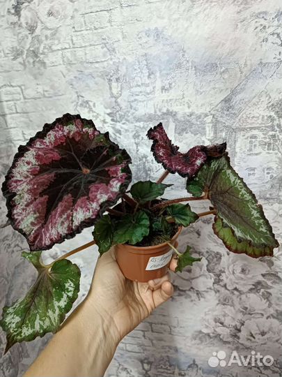 Бегония декоративно лиственная