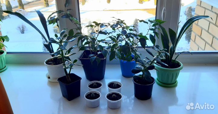 Живые цветы, комнатные растения подарок на 8 марта