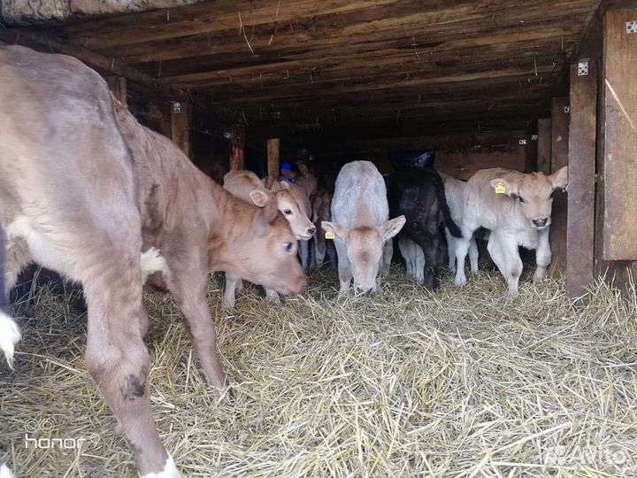 Бычки телята