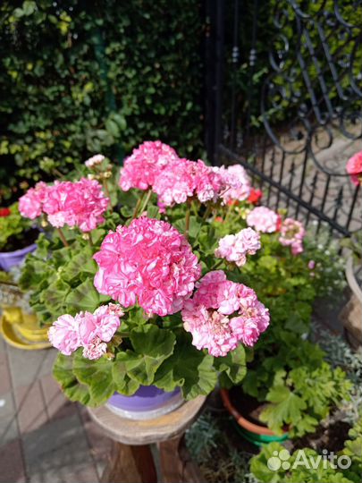 Пеларгония герань сортовая
