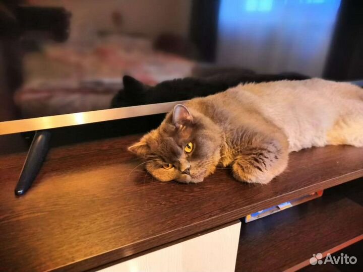 Британский кот