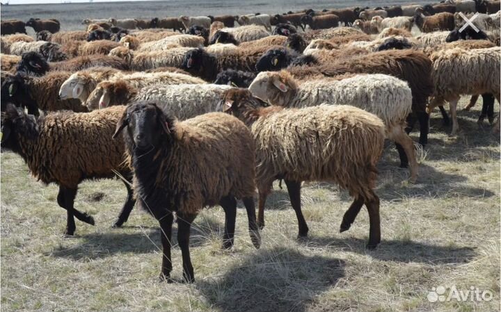 Овцы бараны