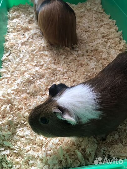 Морские свинки