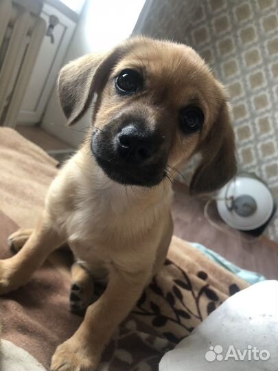 Собаки бесплатно