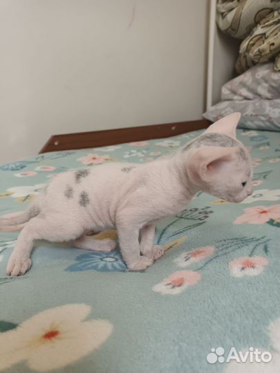 Донской сфинкс браш котята