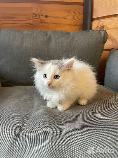 Котёнок