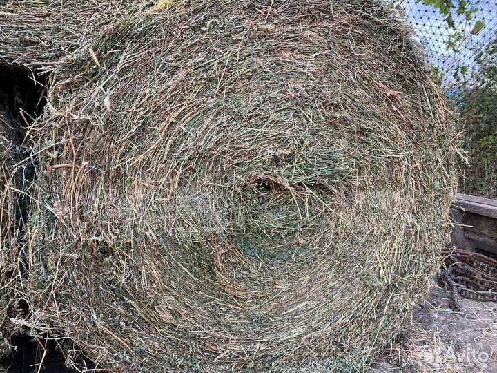 Сено Люцерны в тюках