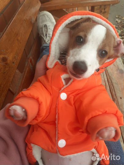Комбез зимний для собак