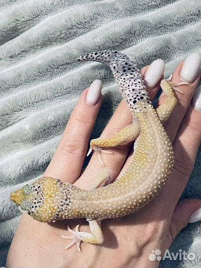 Ящерица эублефар