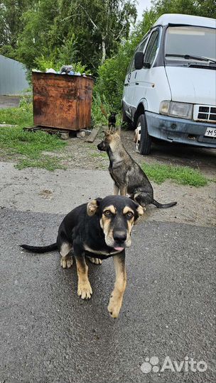 Щенок в добрые руки (охранник)