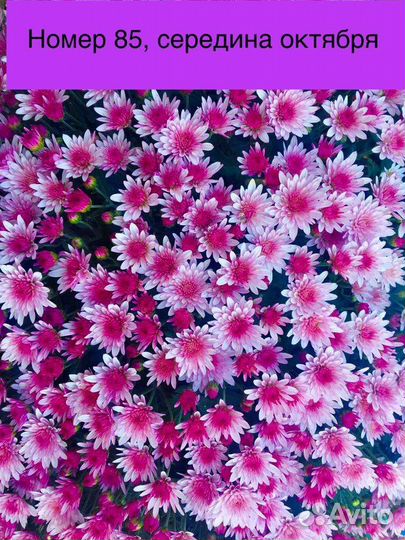 Хризантемы шаровидные мультифлора
