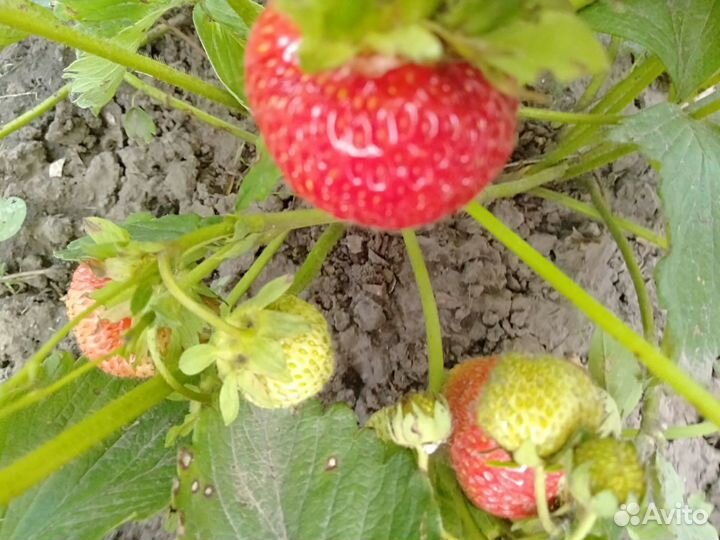 Хоста крупная, клубника Диана,клубника Полка