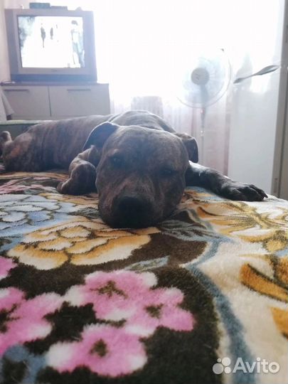 Питбультерьер