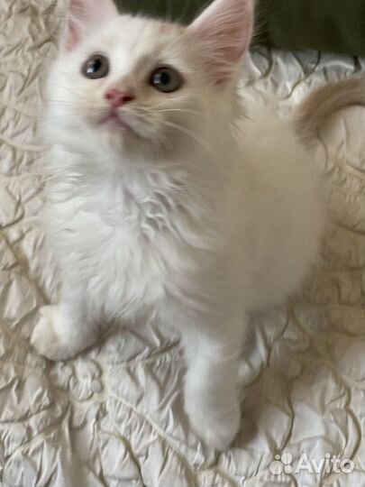 Котенок мальчик