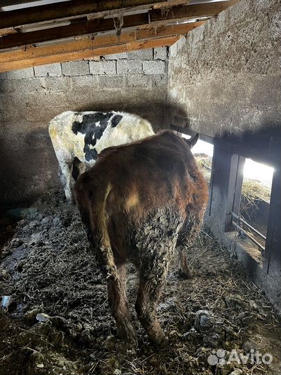 Бык и телка