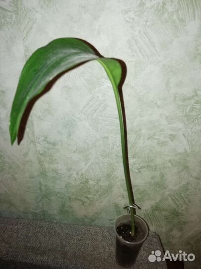 Эухарис амазонская лилия