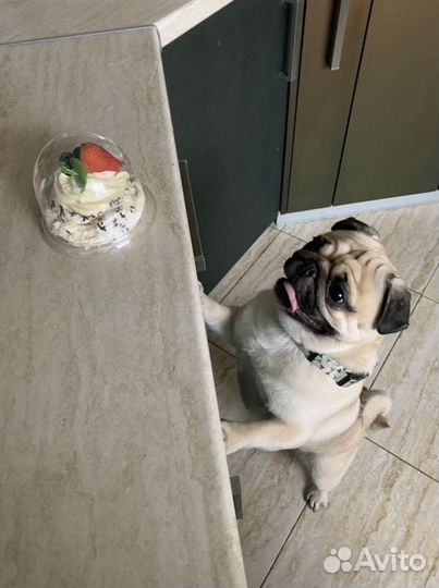 Вязка мопс (нужна девочка)