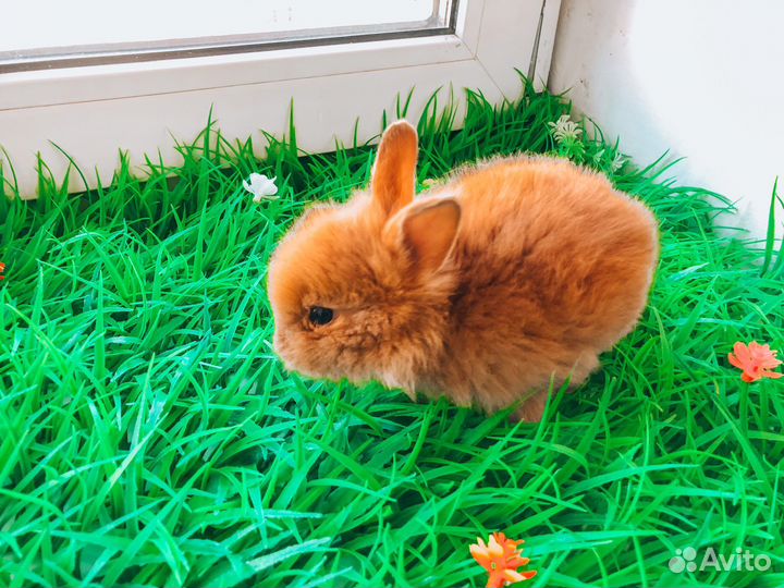 Карликовый кролик хотот