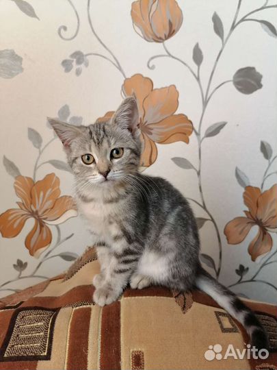 Кошка в дар