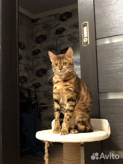 Котята бенгальские