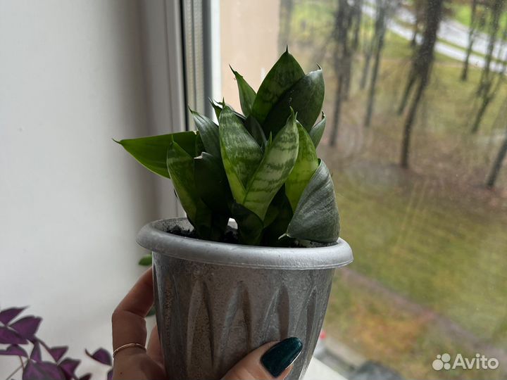 Сансевиерия взрослое комнатное растение