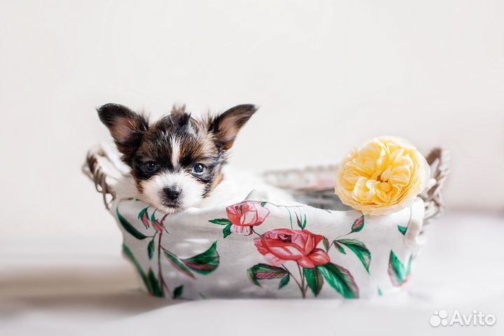 Милашки девочки щенки папийона