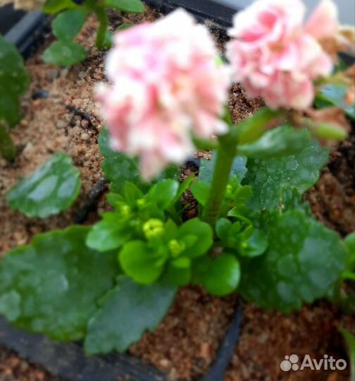 Комнатные цветы