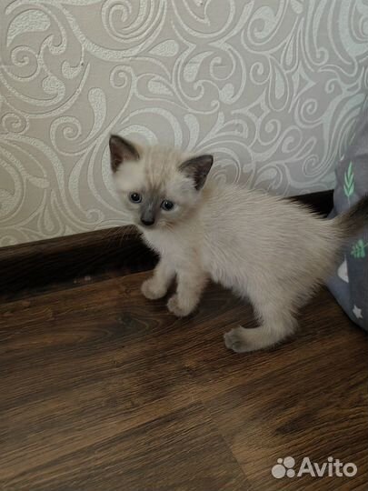 Тайские (сиамские) котята
