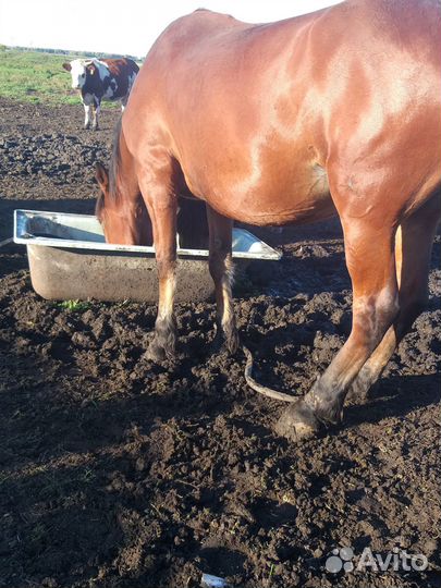 Жеребецы, кобылы