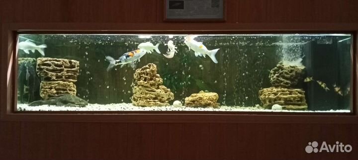 Обслуживание аквариумов