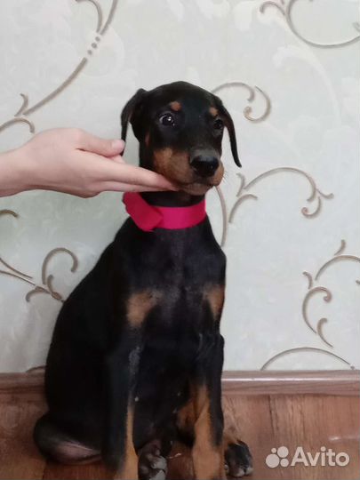 Щенки добермана