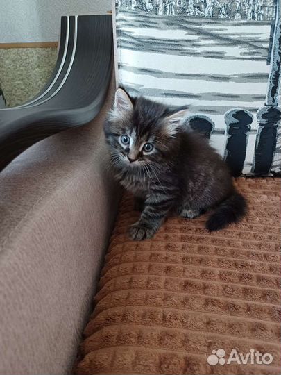 Котёнок мальчик скоро 2 месяца