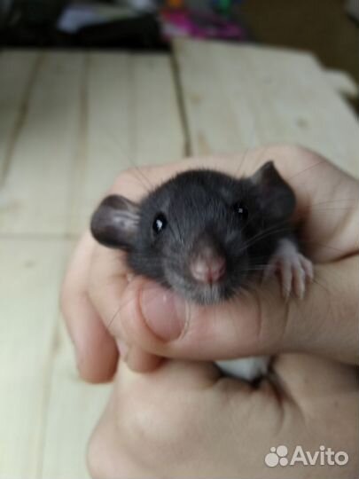 Крысы Дамбо милые, активные, ручные, есть клетки