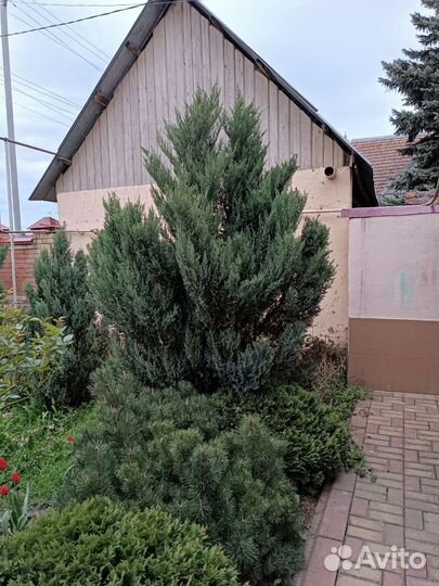 Можжевельник