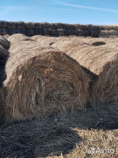 Продам сено в рулонах