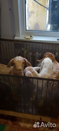 Козлята, родились 7 марта