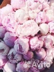 Пионы Адлер