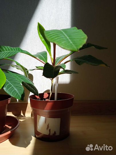 Комнатное растение Малочай