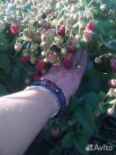 Гибрид земляника + клубника земклуника Пенелопа