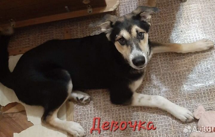 Щенки подростки