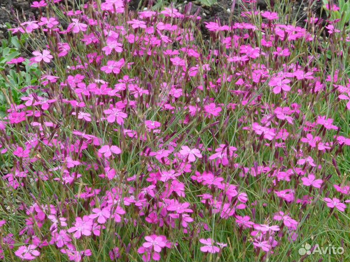 Гвоздики низкорослые(оптом, в розницу)