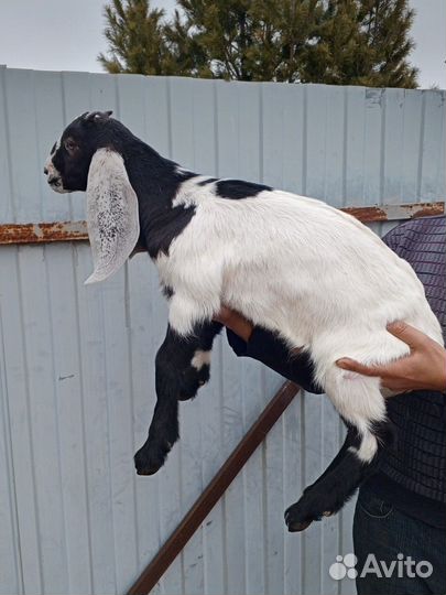 Козлята Камори/нубийские