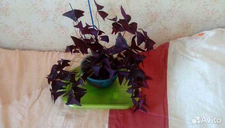 Цветы комнатные