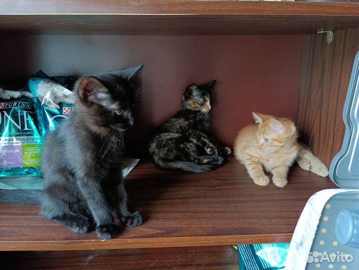 Котята в добрые руки