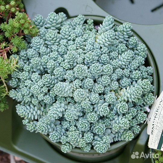 Суккуленты очитки Седум Дасифиллюм комнатный