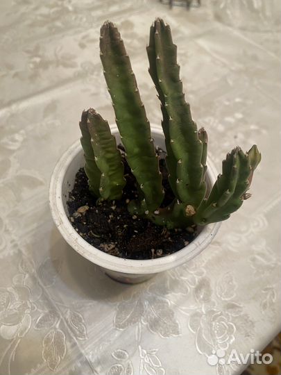 Комнатные цветы