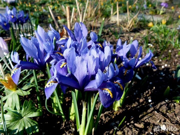 Ирисы карликовые ассортимент