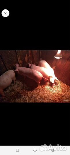 Поросята ландрас. Коз, баранов, бычка