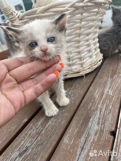 Котенок с ярко голубыми глазами ищет дом