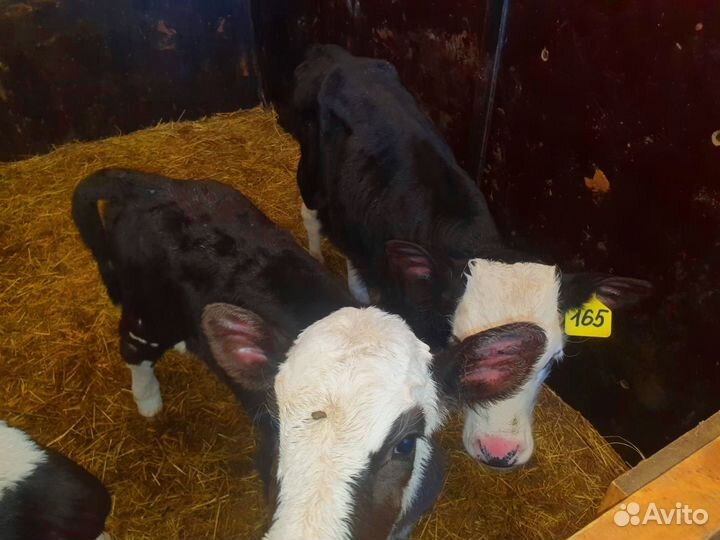 Телята. Доставка